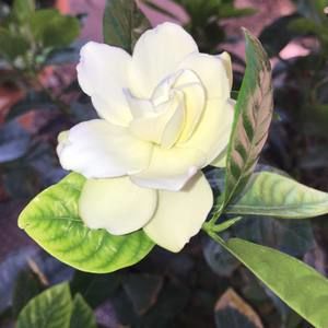 Meet your Posher, Elba